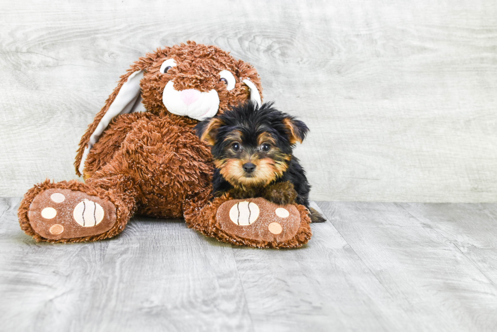 Meet Capone - our Yorkshire Terrier Puppy Photo 