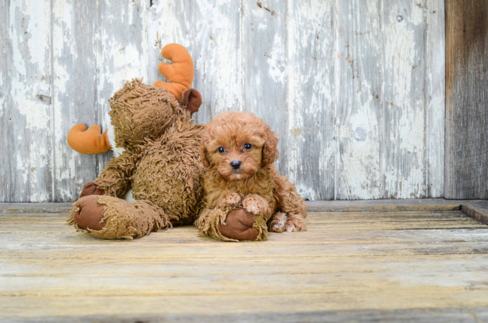 Best Cavapoo Baby