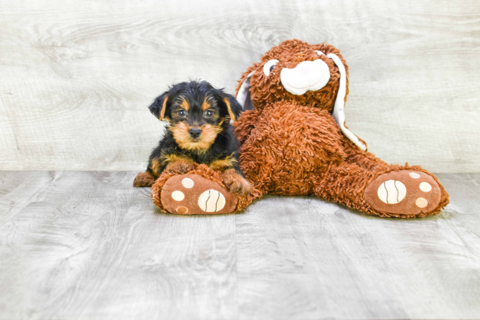 Meet Jeremy - our Yorkshire Terrier Puppy Photo 