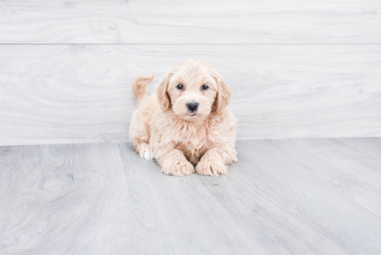 Mini Goldendoodle Pup Being Cute