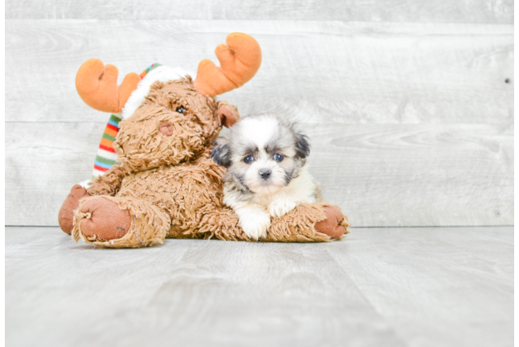 Happy Teddy Bear Baby