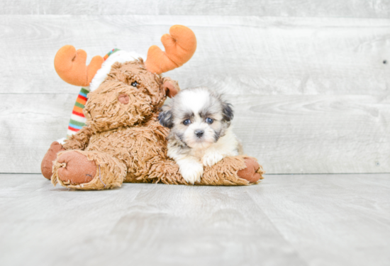 Happy Teddy Bear Baby