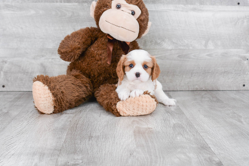 Happy Cavalier King Charles Spaniel Purebred Puppy