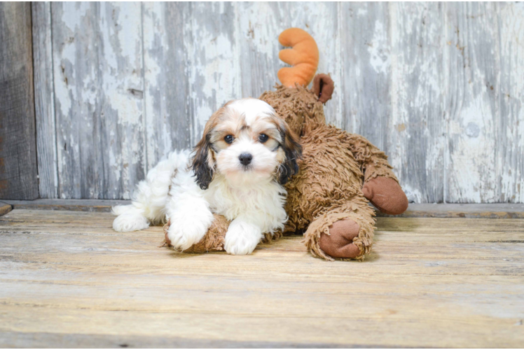 Petite Cavachon Designer Pup