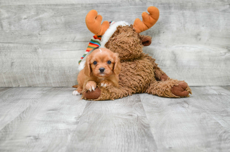 Best Cavalier King Charles Spaniel Baby