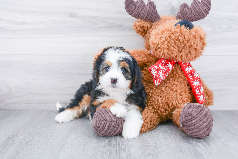 Energetic Bernadoodle Poodle Mix Puppy