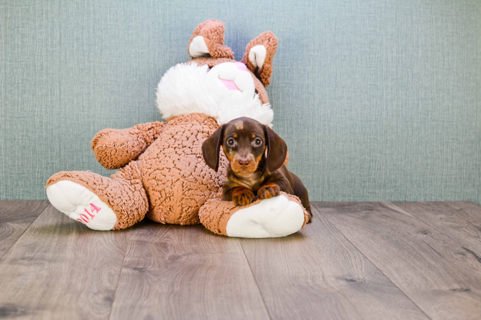 Best Dachshund Baby