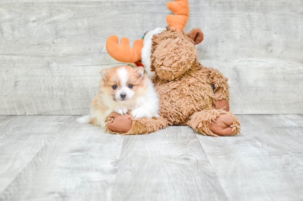 Pomeranian Pup Being Cute