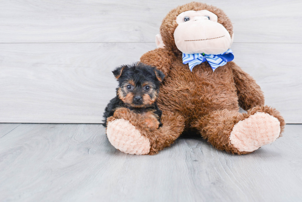 Meet Izzie - our Yorkshire Terrier Puppy Photo 