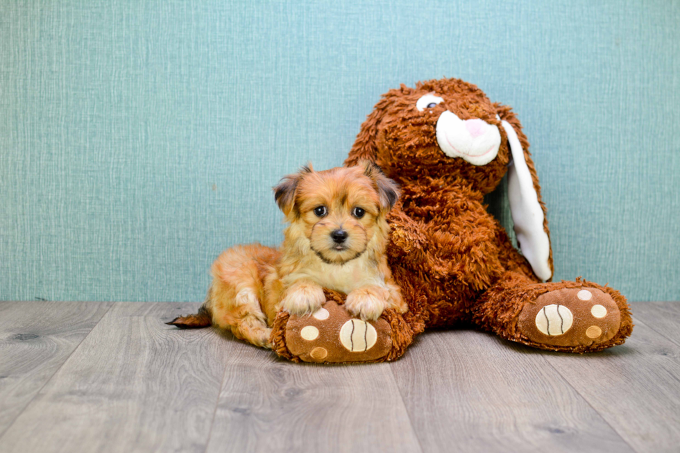 Energetic Yorkie Designer Puppy