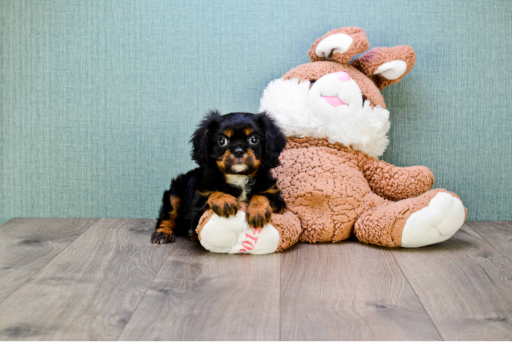 Best Cavalier King Charles Spaniel Baby