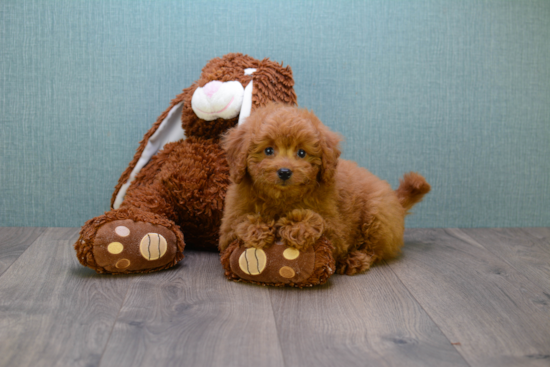 Playful Golden Retriever Poodle Mix Puppy