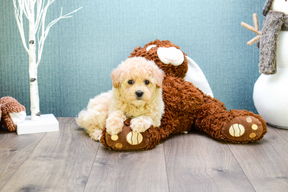 Cavapoo Pup Being Cute