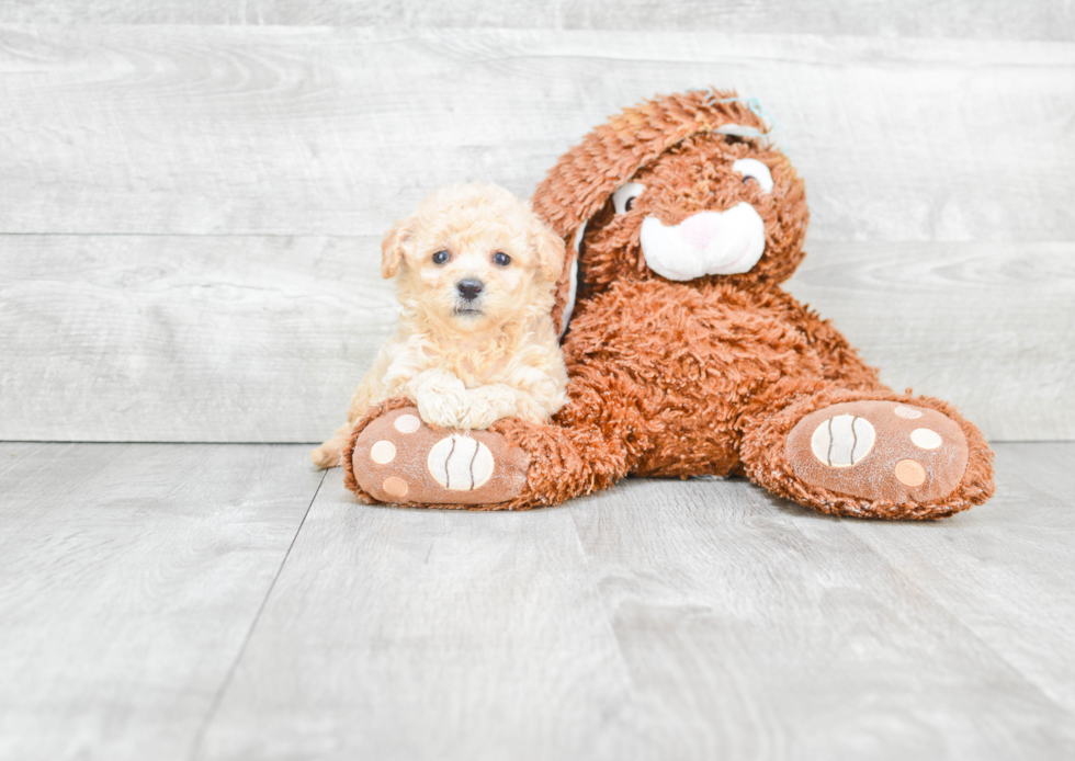 Best Maltipoo Baby