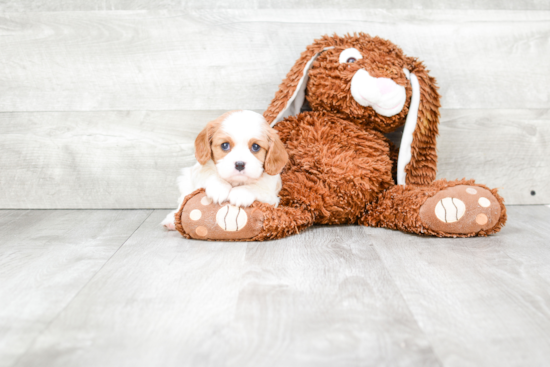 Friendly Cavalier King Charles Spaniel Baby