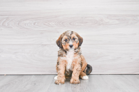 Friendly Mini Bernedoodle Baby