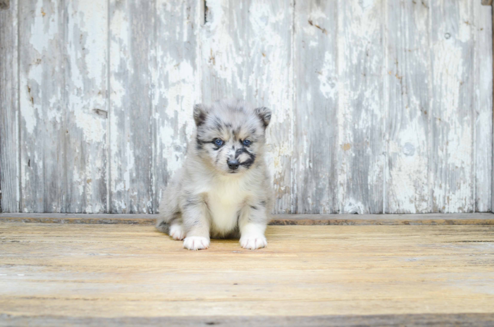 Petite Pomsky Designer Pup