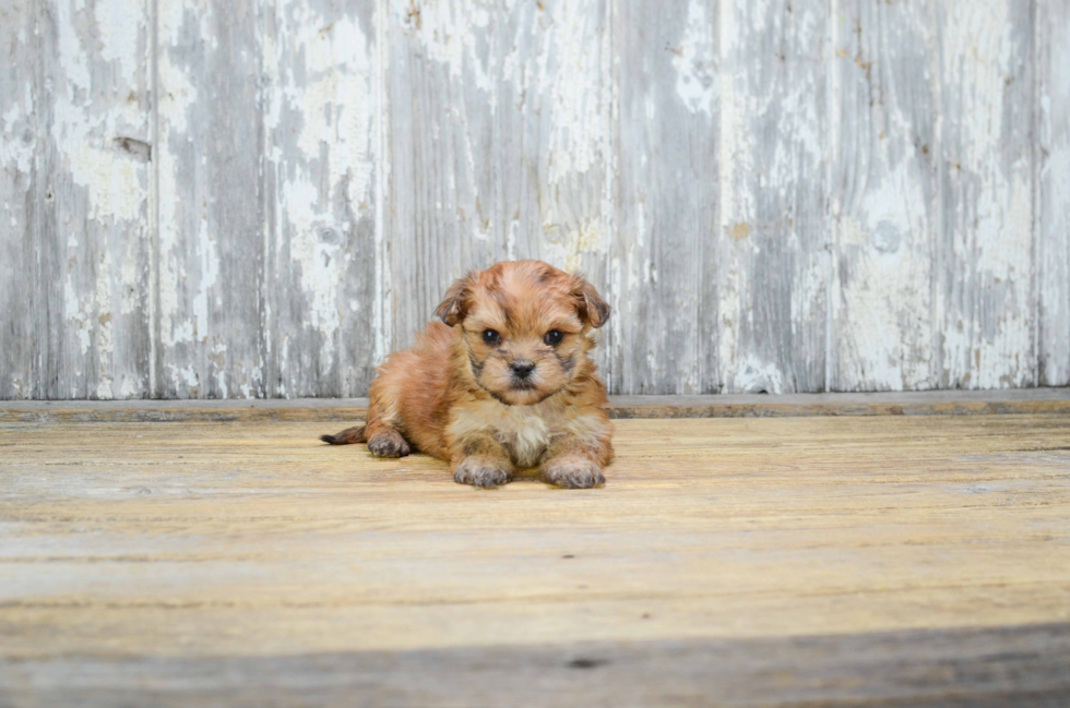 Morkie Puppy for Adoption