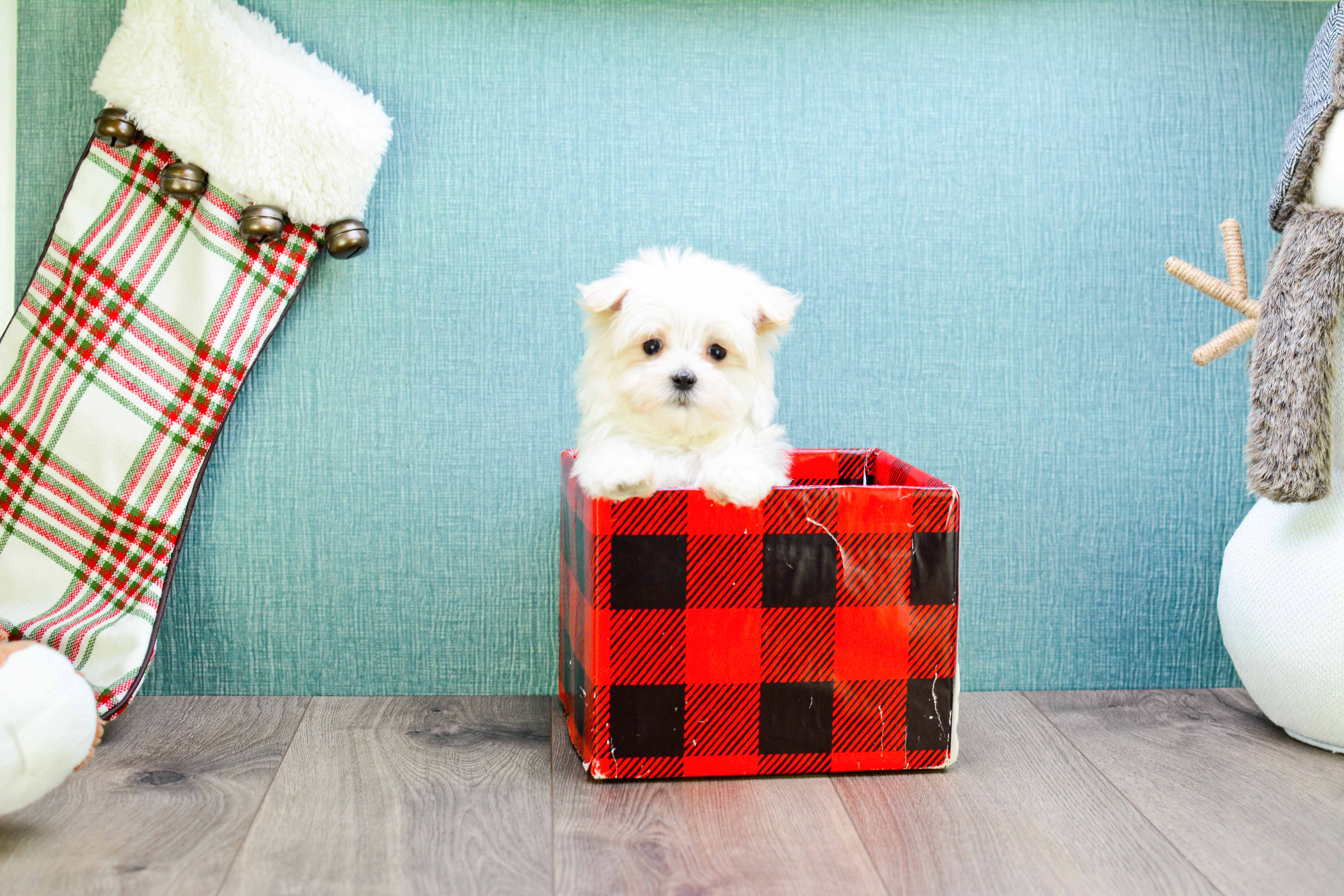 Maltese Puppy for Adoption