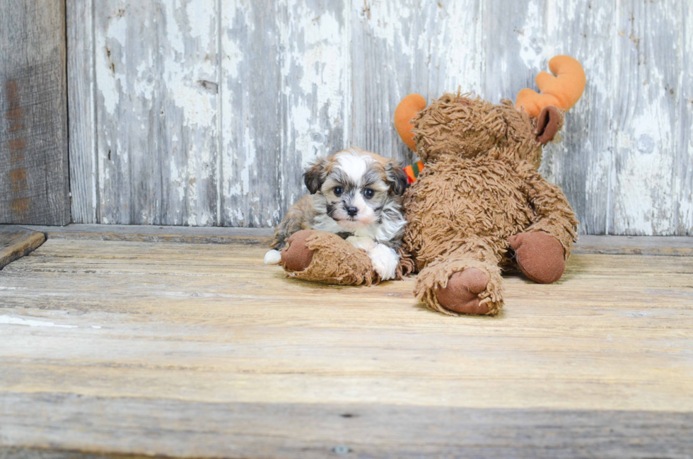 Little Havanese Purebred Pup