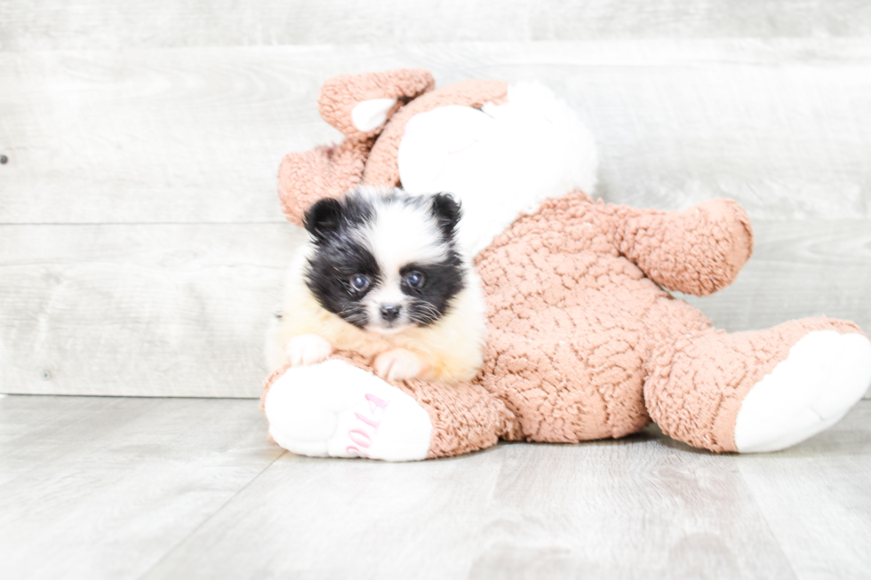 Pomeranian Pup Being Cute