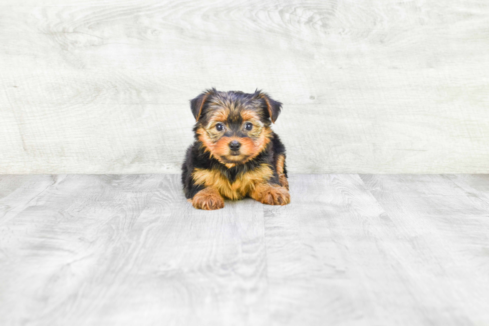 Meet Ronaldo - our Yorkshire Terrier Puppy Photo 