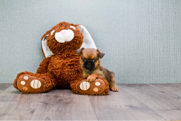 Cute Brussels Griffon Mix Pup