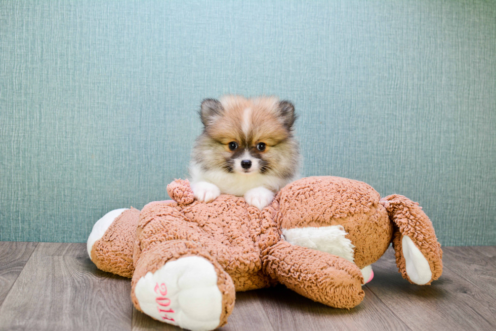 Adorable Pomeranian Purebred Puppy