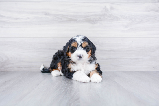 Best Mini Bernedoodle Baby