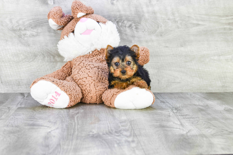 Meet Capone - our Yorkshire Terrier Puppy Photo 