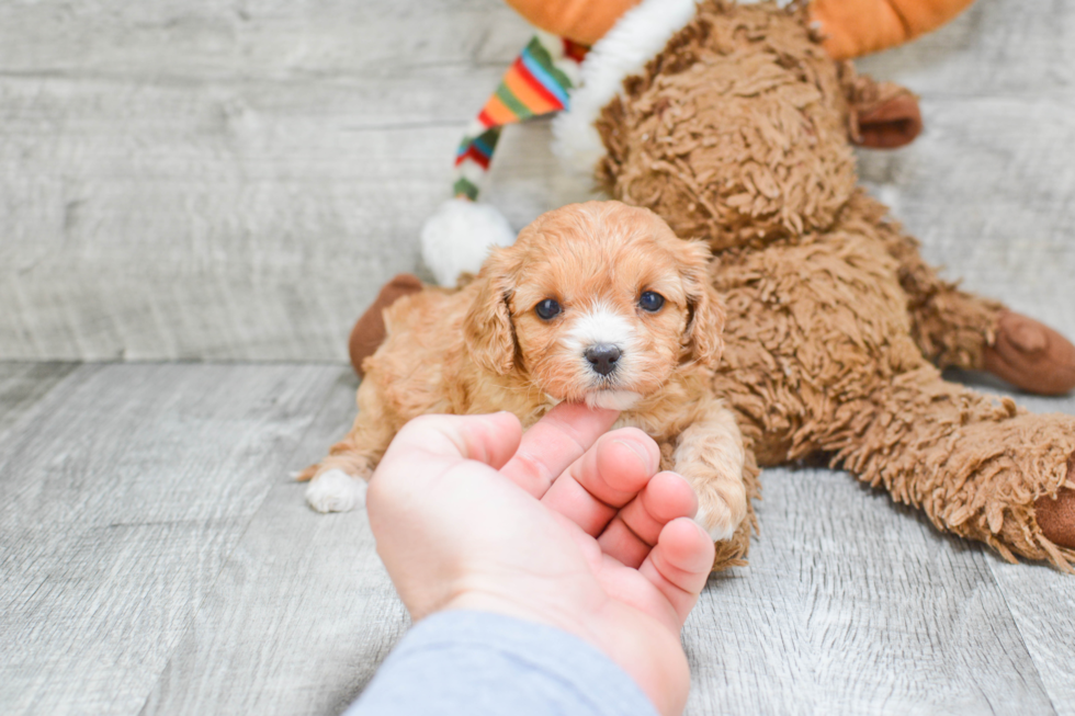 Adorable Cavoodle Poodle Mix Puppy