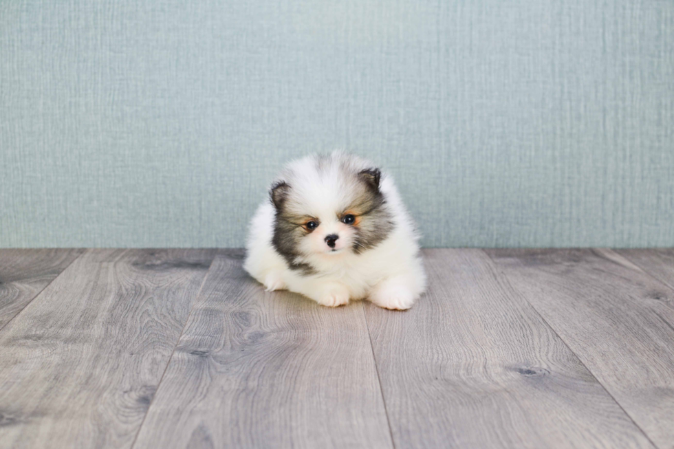 Pomeranian Pup Being Cute