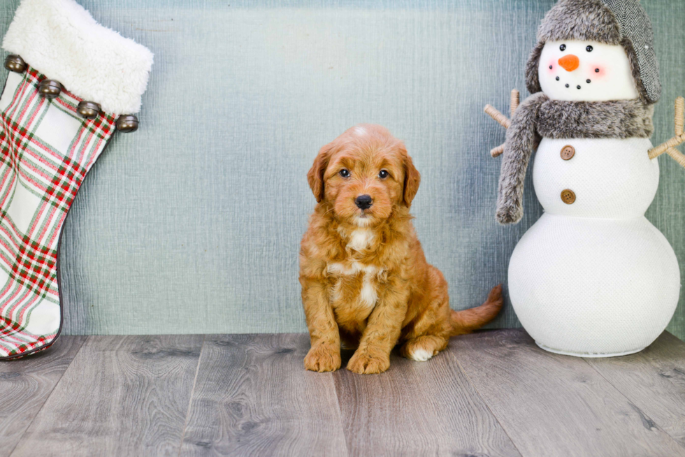 Happy Mini Goldendoodle Baby