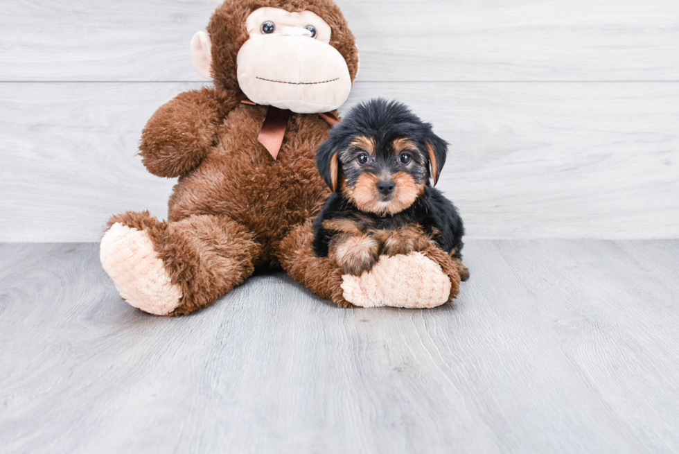 Meet Jeremy - our Yorkshire Terrier Puppy Photo 