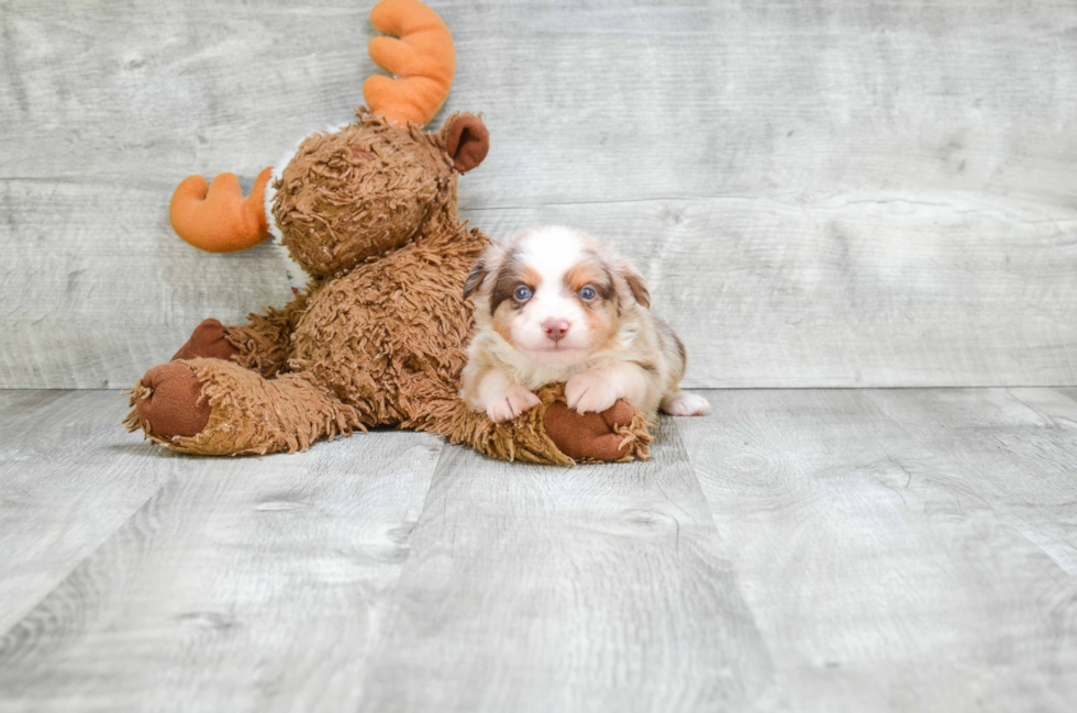 Mini Aussiedoodle Puppy for Adoption