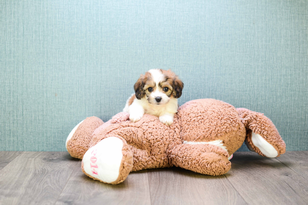 Cute Cavachon Baby