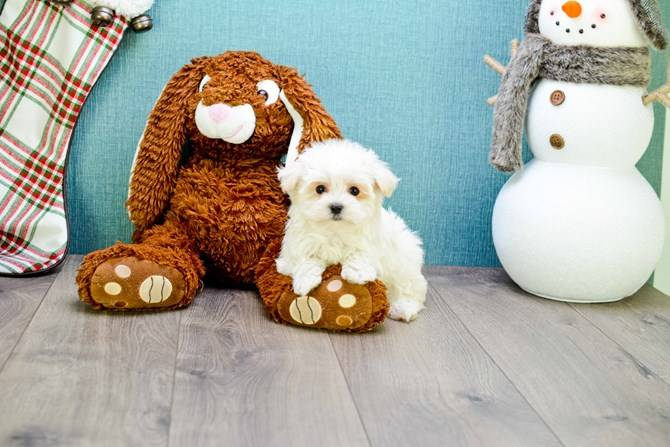 Happy Maltese Purebred Puppy