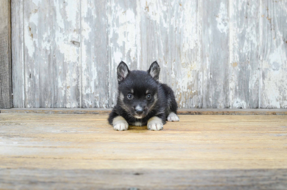 Happy Pomsky Baby