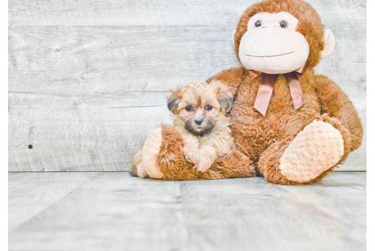 Little Shichon Designer Puppy