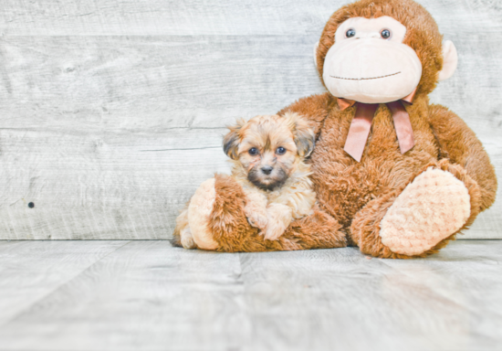 Little Shichon Designer Puppy