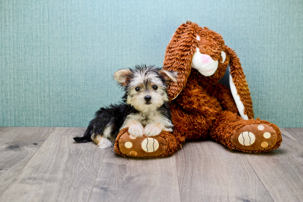 Playful Yorkie Designer Puppy