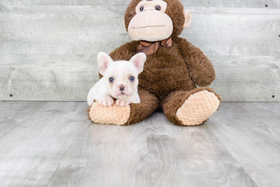Best French Bulldog Baby