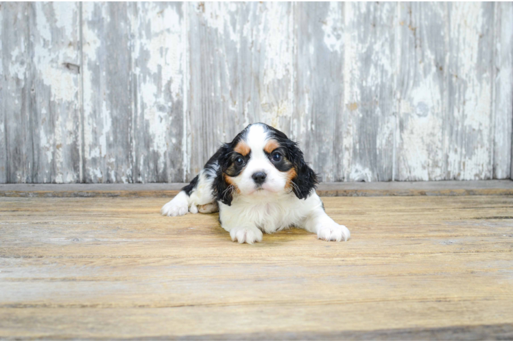 Cavalier King Charles Spaniel Puppy for Adoption