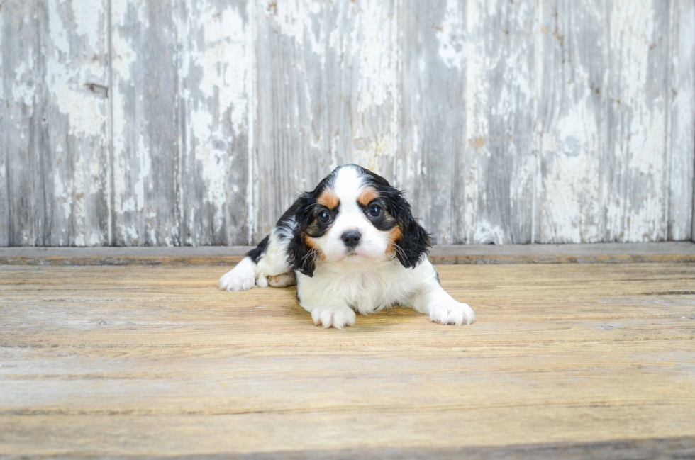 Cavalier King Charles Spaniel Puppy for Adoption