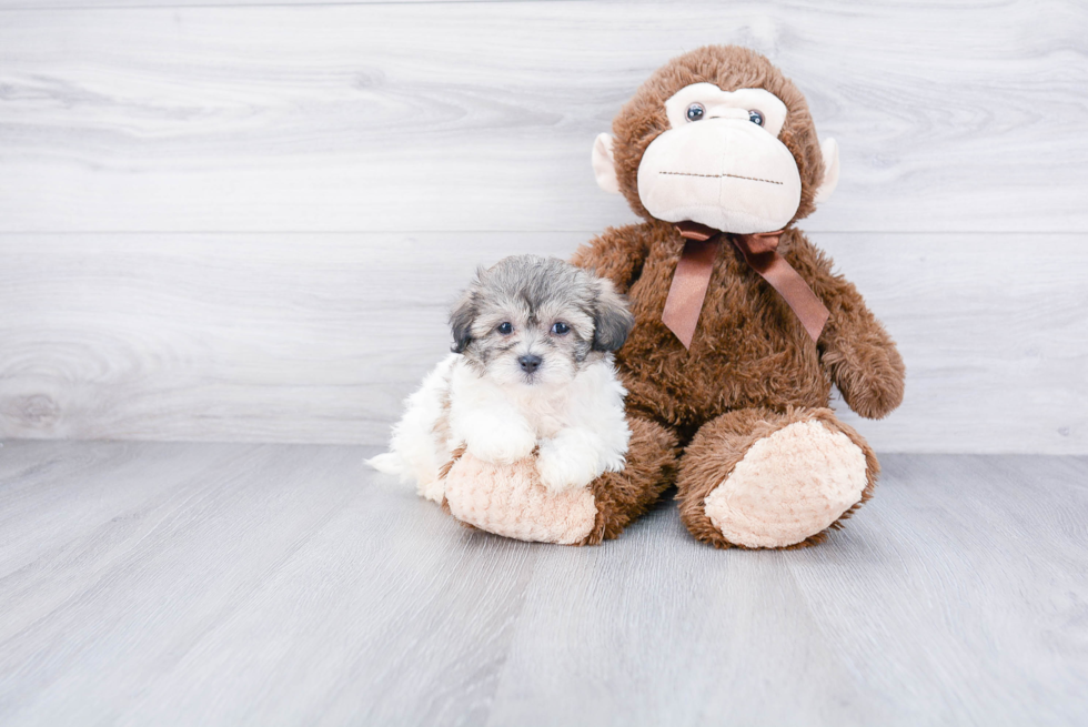 Teddy Bear Pup Being Cute