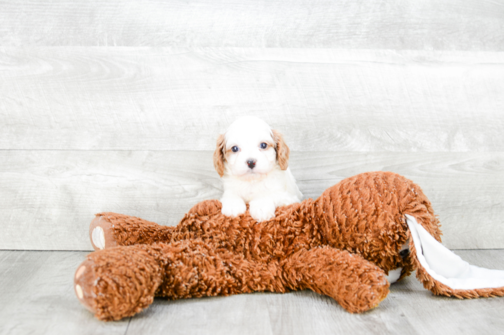 Cute Cavapoo Baby