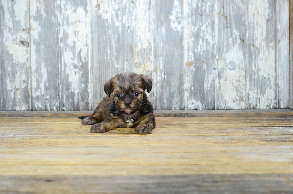 Shorkie Puppy for Adoption