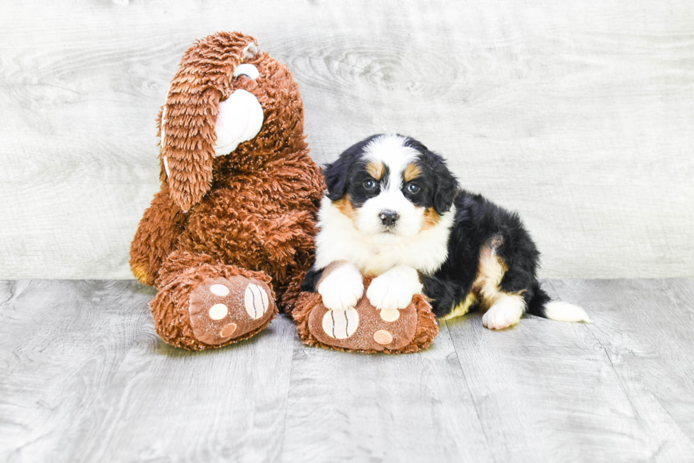 Smart Mini Bernedoodle Poodle Mix Pup