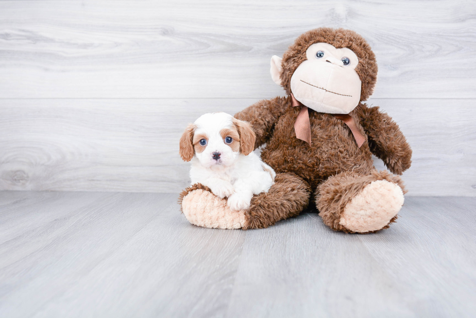 Funny Cavapoo Poodle Mix Pup