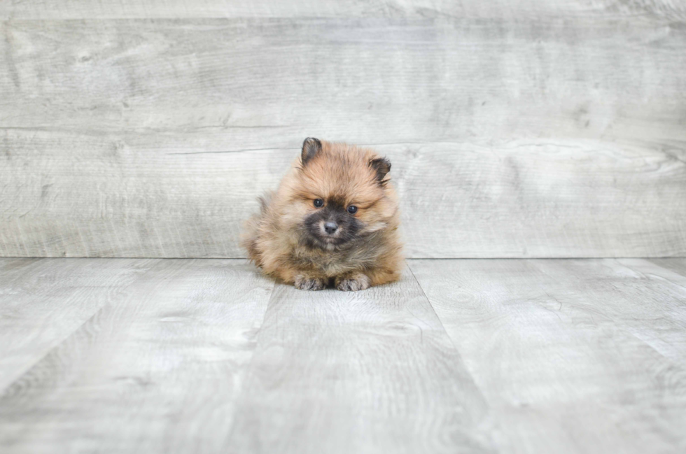 Small Pomeranian Baby